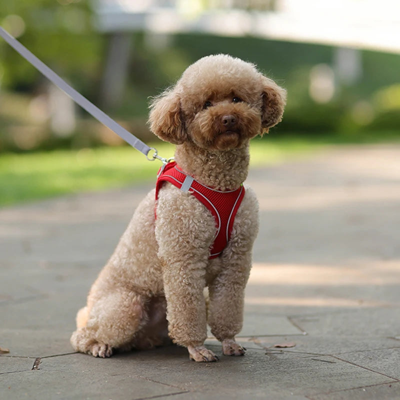 Coleira peitoral para raça de cães pequenos Dog Show